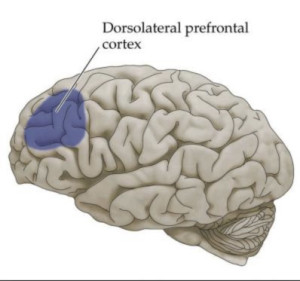 cortex-dorsolateral-prefrontal